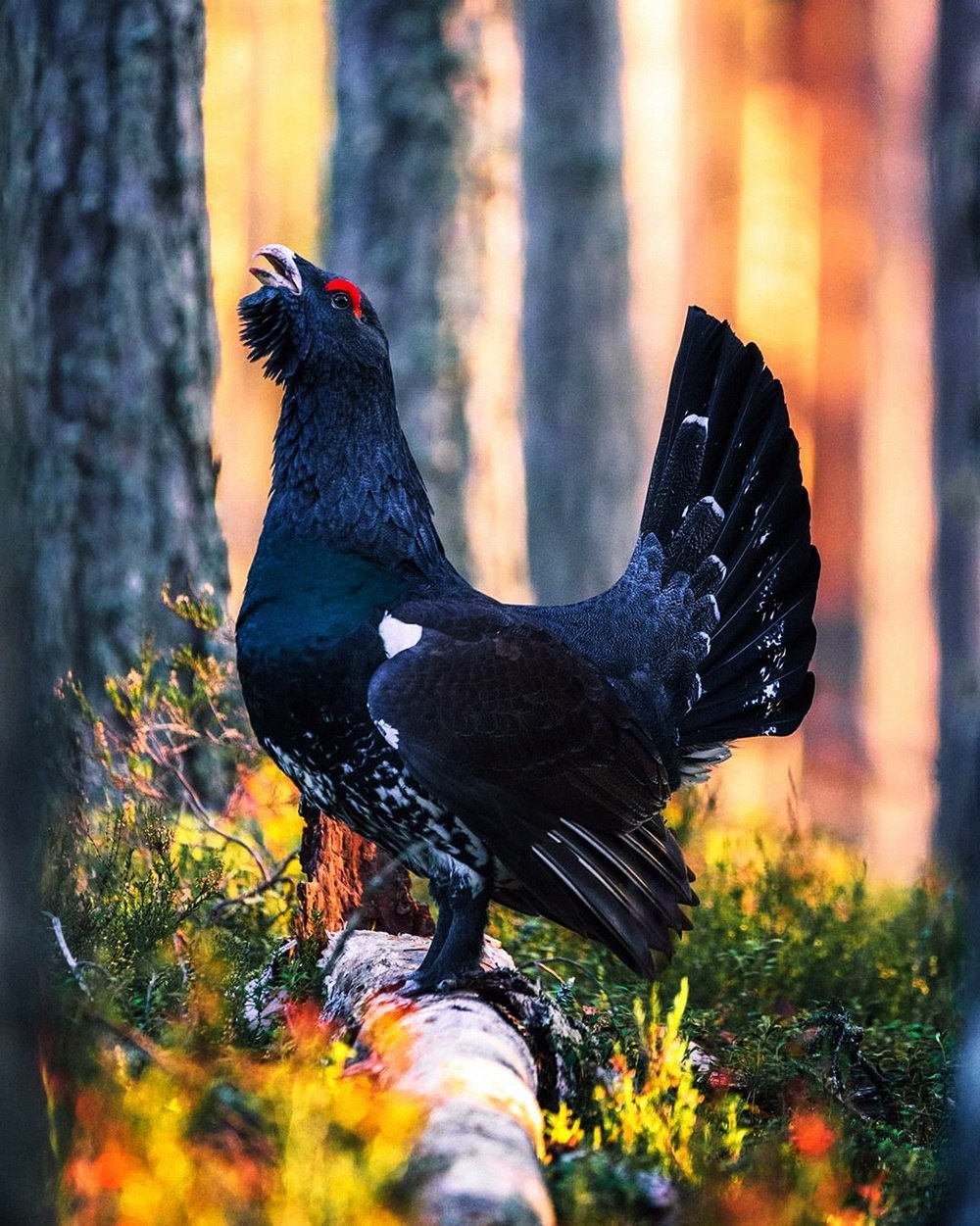 Обыкновенный Глухарь