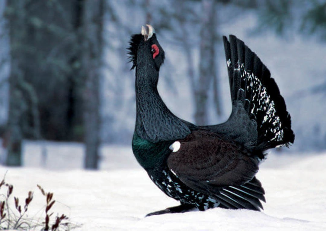 Птицы ХМАО Глухарь