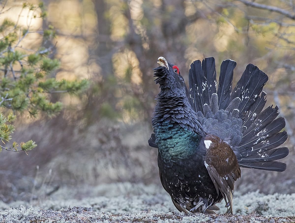 Большой Глухарь