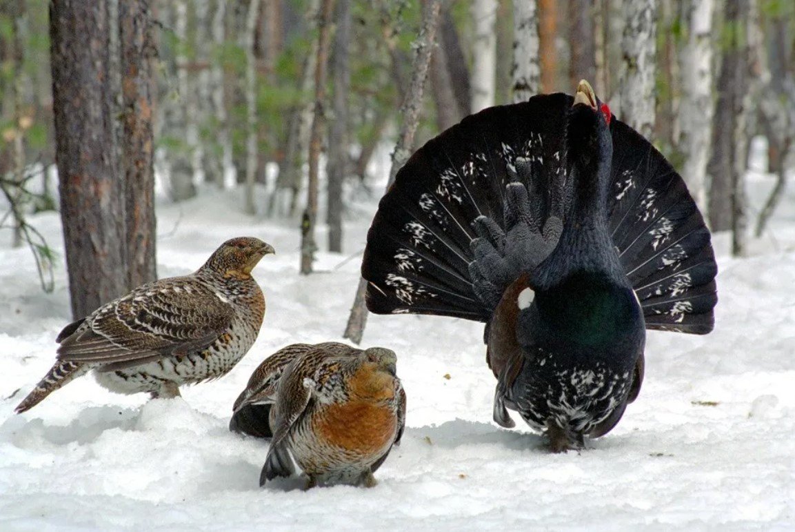 Птицы Сибири Глухарь