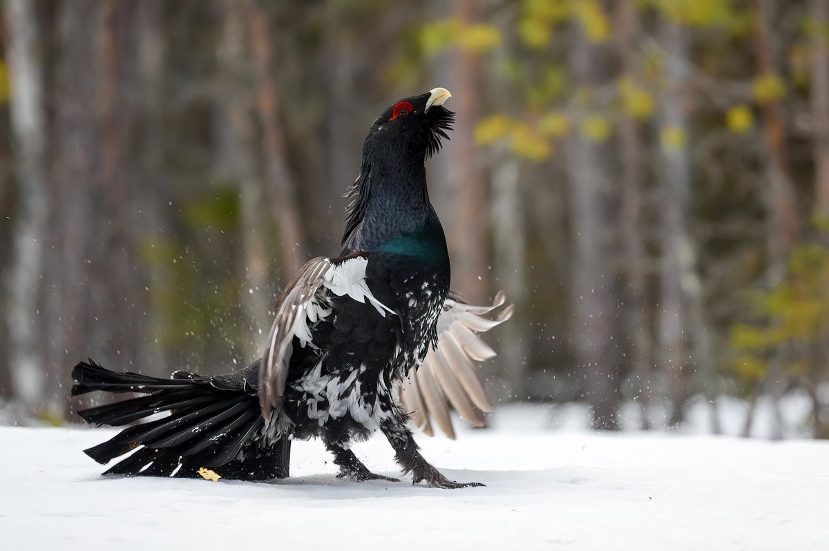 Глухарь танец