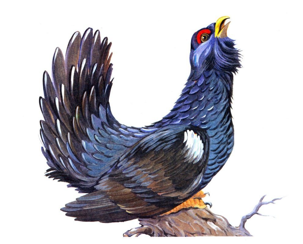 Глухарь птица на белом фоне