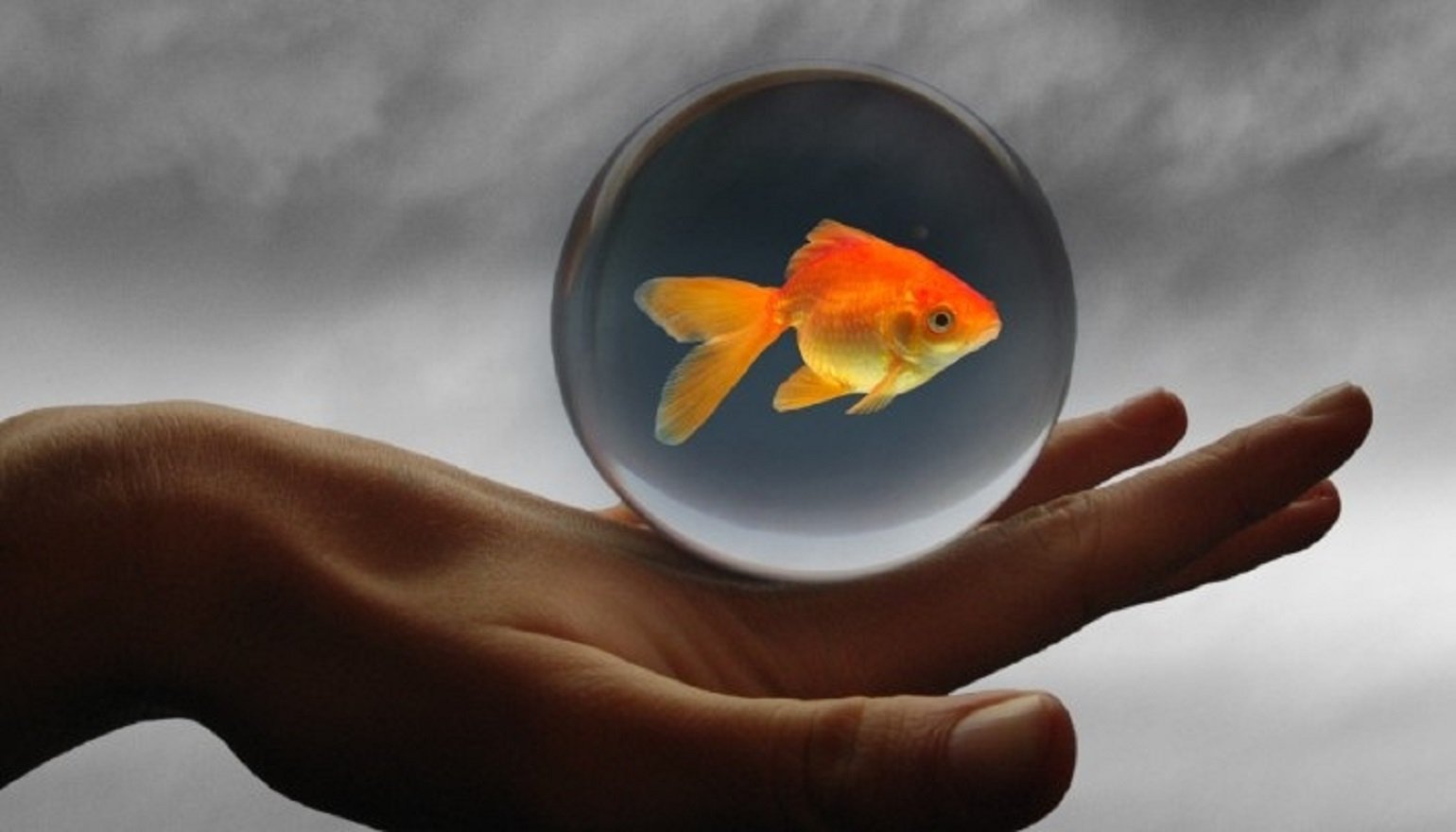 Сайт где богачи исполняют твои желания. Золотая рыбка исполняет желания. Рыбка исполняющая желания. Золотая рыбка в руках. Исполнение желаний картинки.