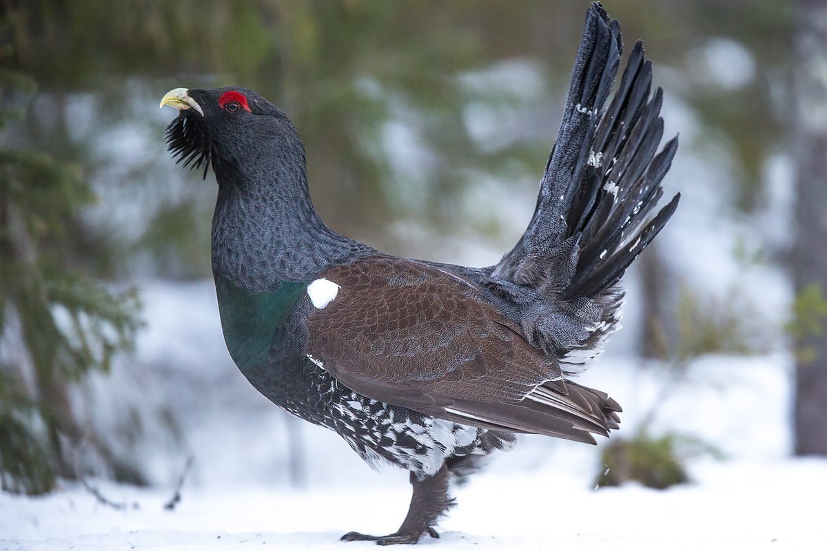 Глухарь ХМАО