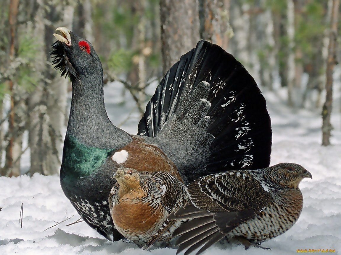 Глухарь (Tetrao urogallus)