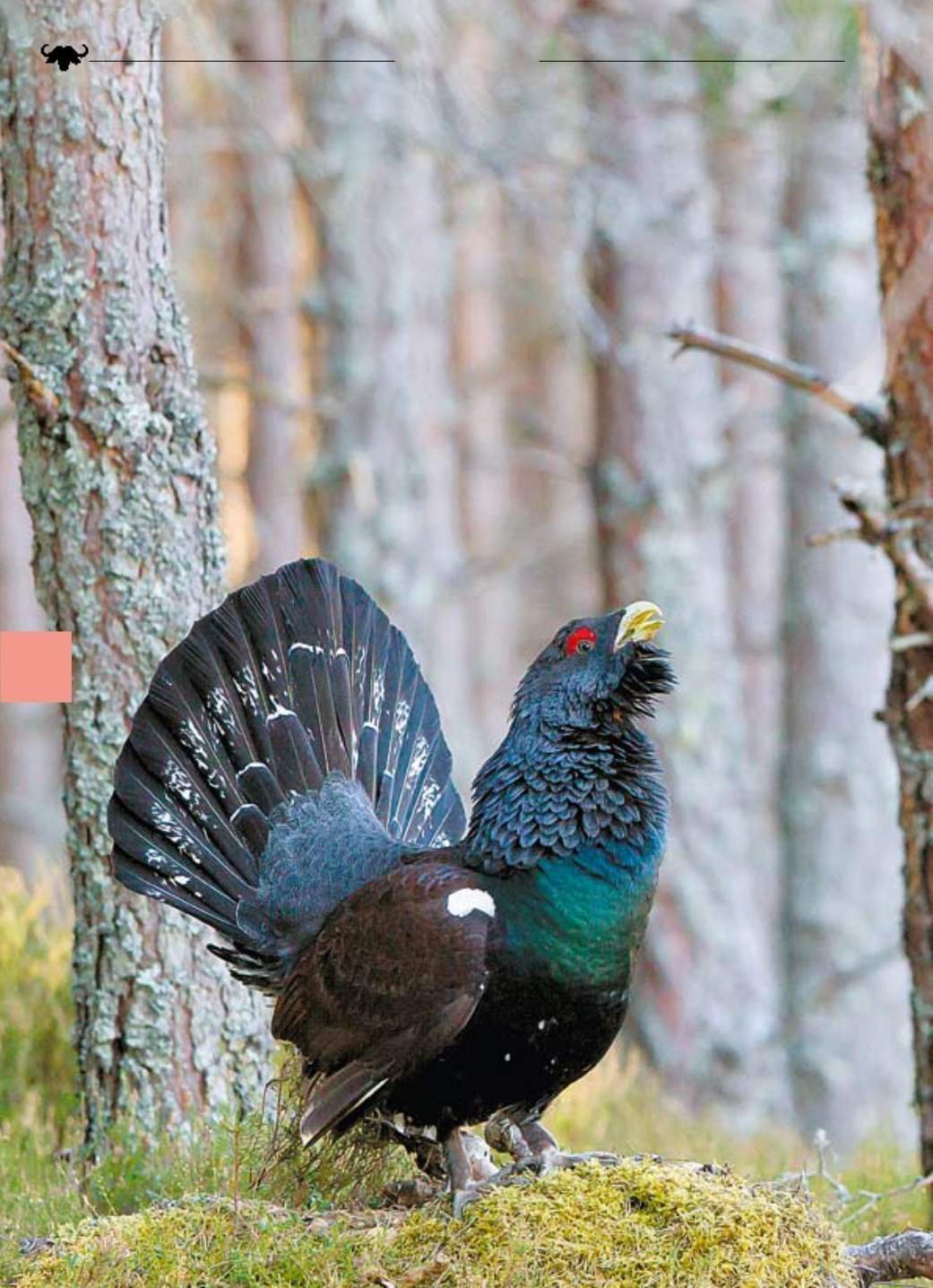 Обыкновенный Глухарь