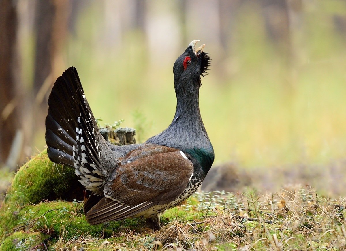 Глухарь тетерев рябчик