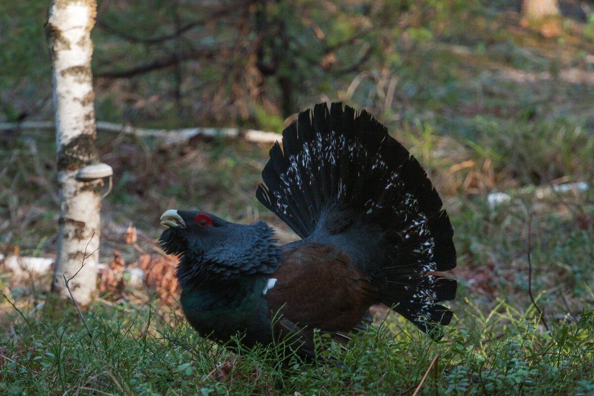 Глухарь зона обитания