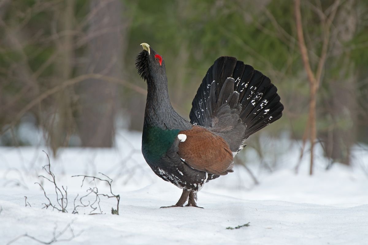 Глухарь - Capercaillie