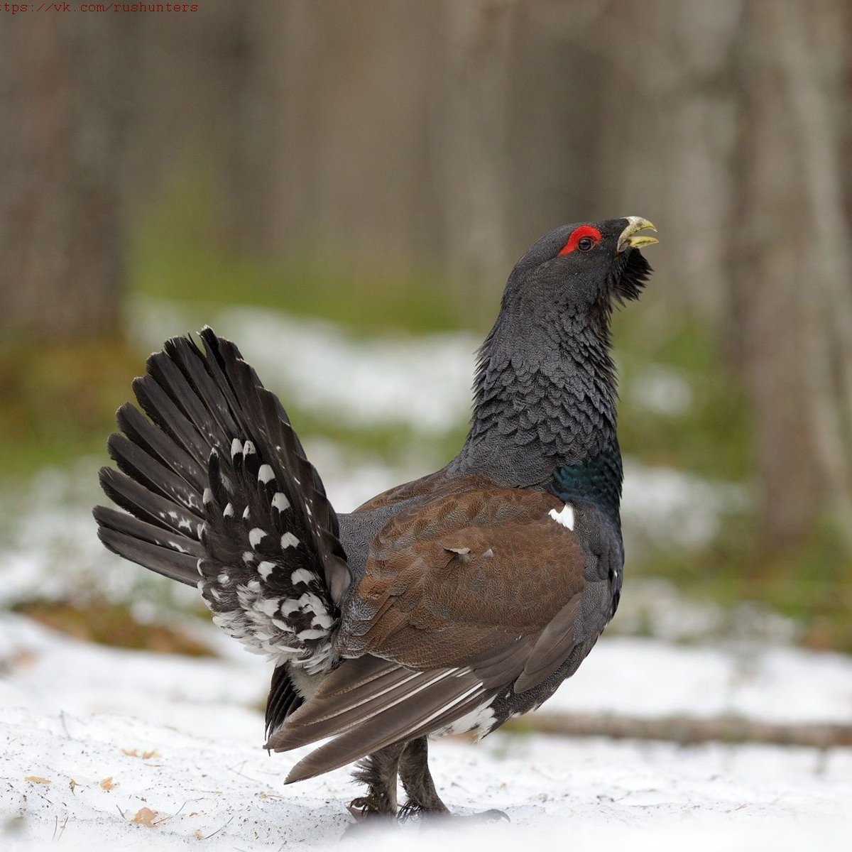 Глухарь Брянской области