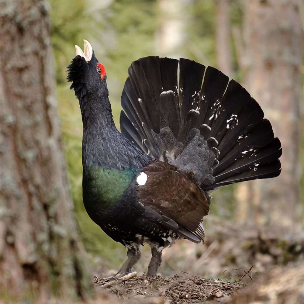 Обыкновенный Глухарь