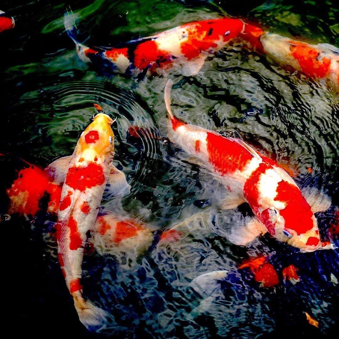 Карпы кои Китай