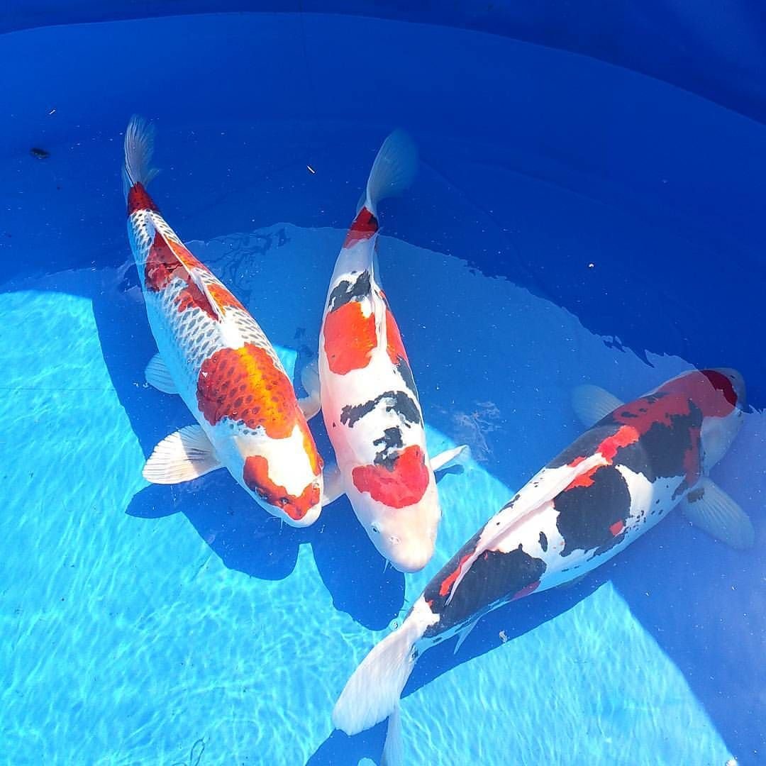 Картина 9 Карпов фен шуй