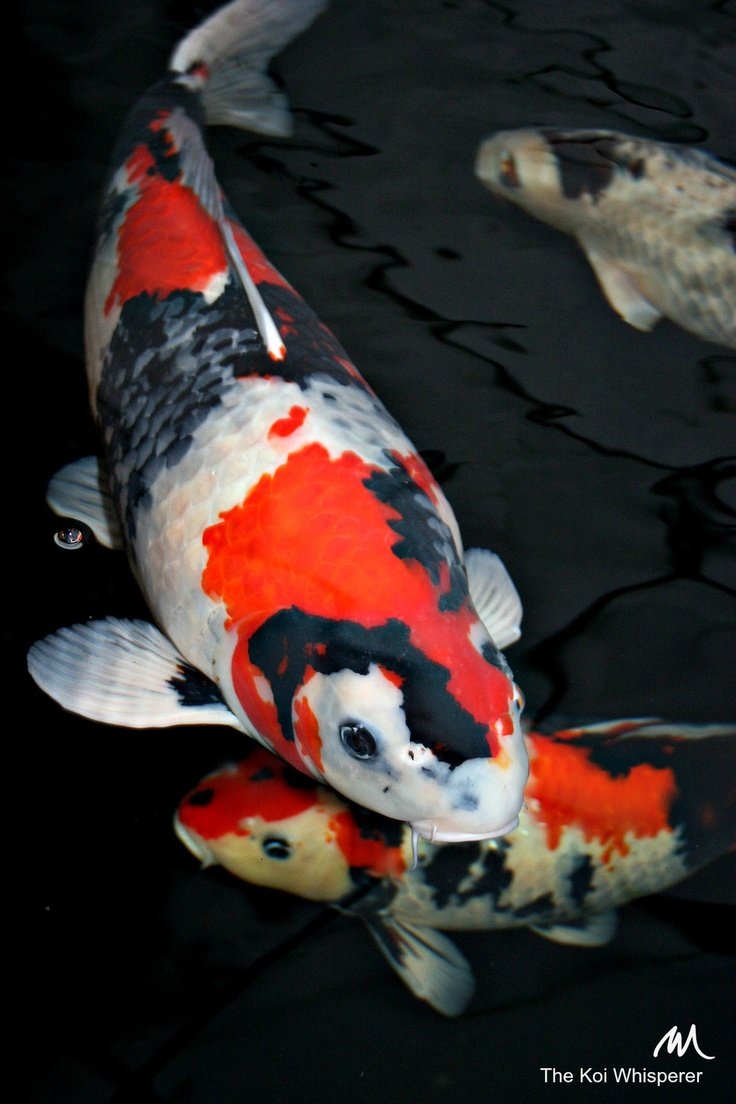 Карп кои Хикари-моёмоно