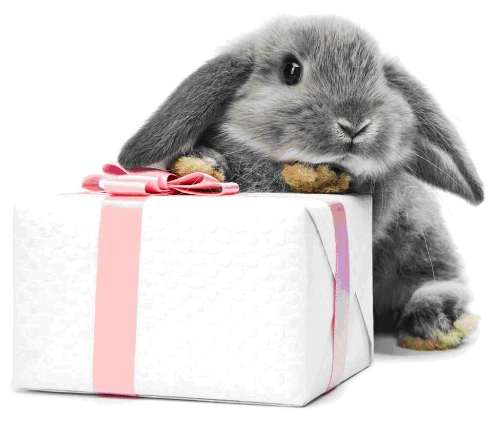 Поздравления с днём рождения Зайка Zoobe