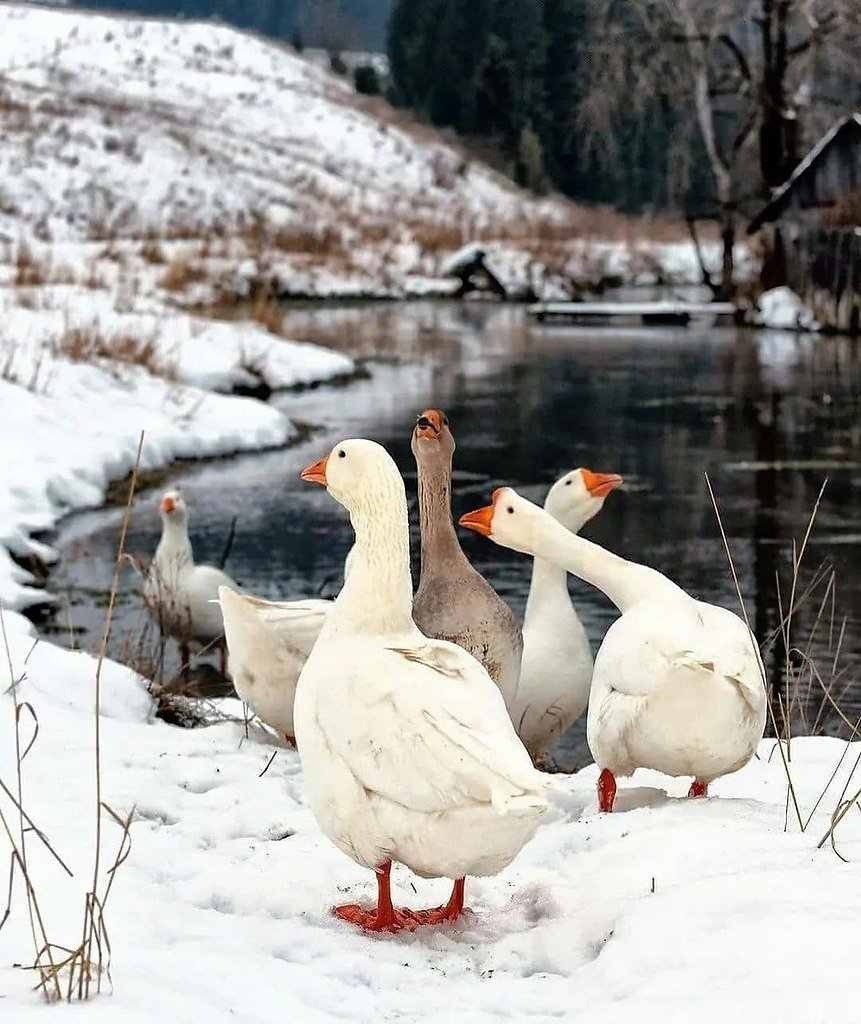 Новогодний Гусь