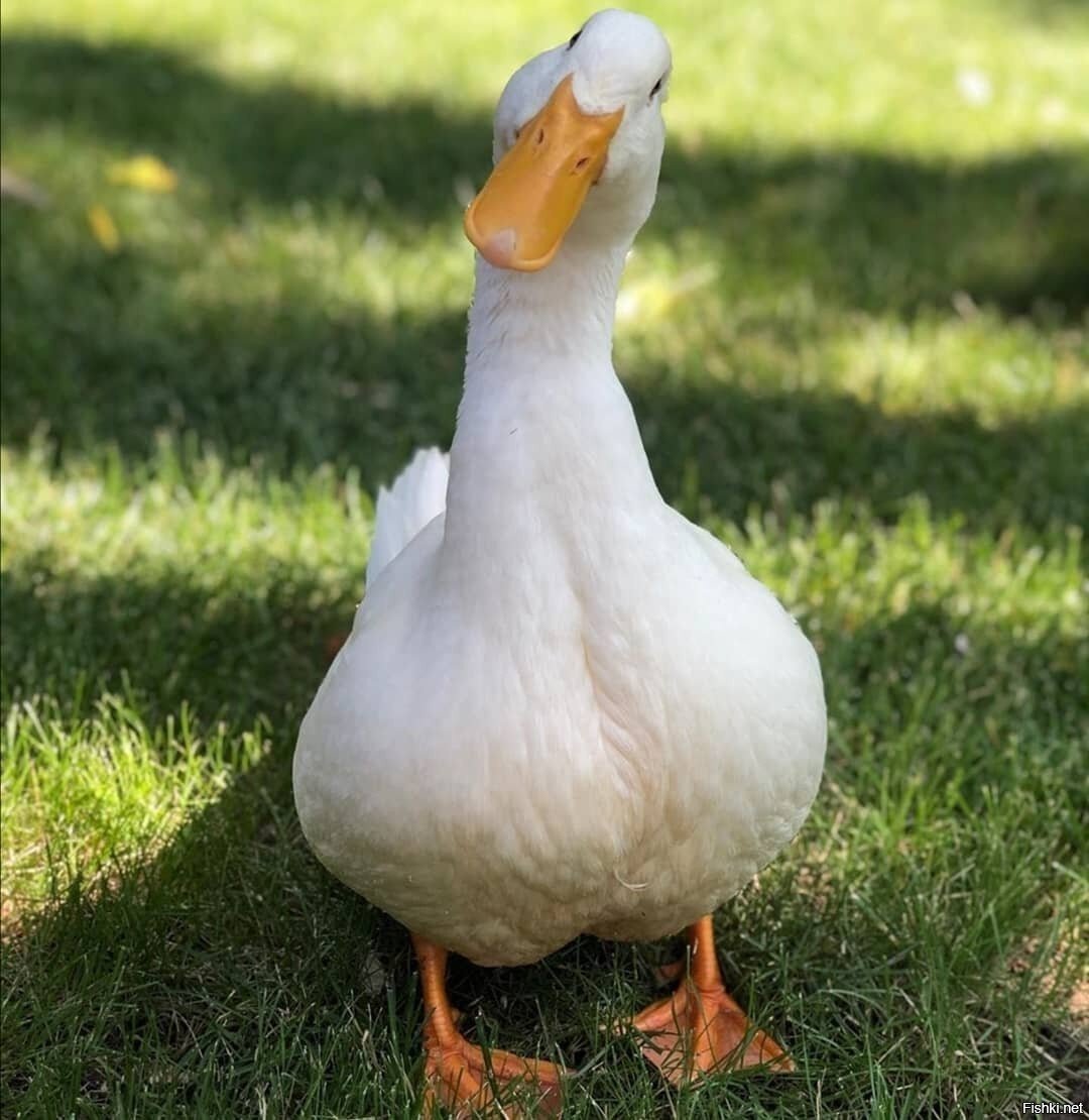 Гусь цветными карандашами