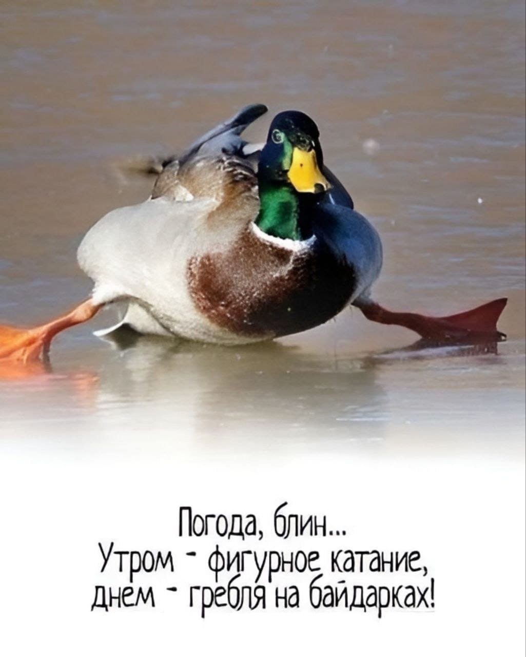 Цитаты про гуся