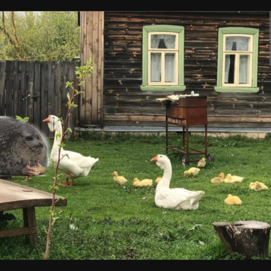 Мемы про гусей