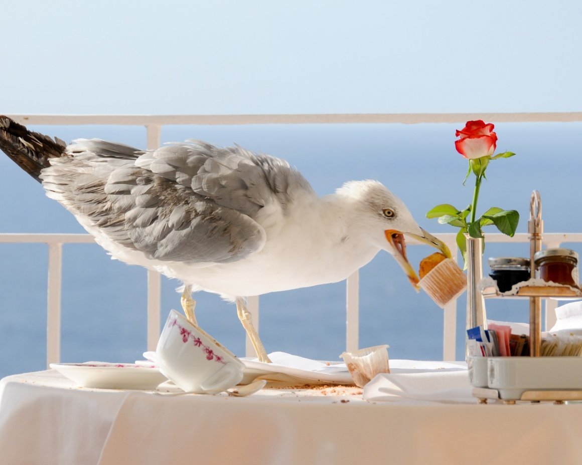 Смешные белые утки