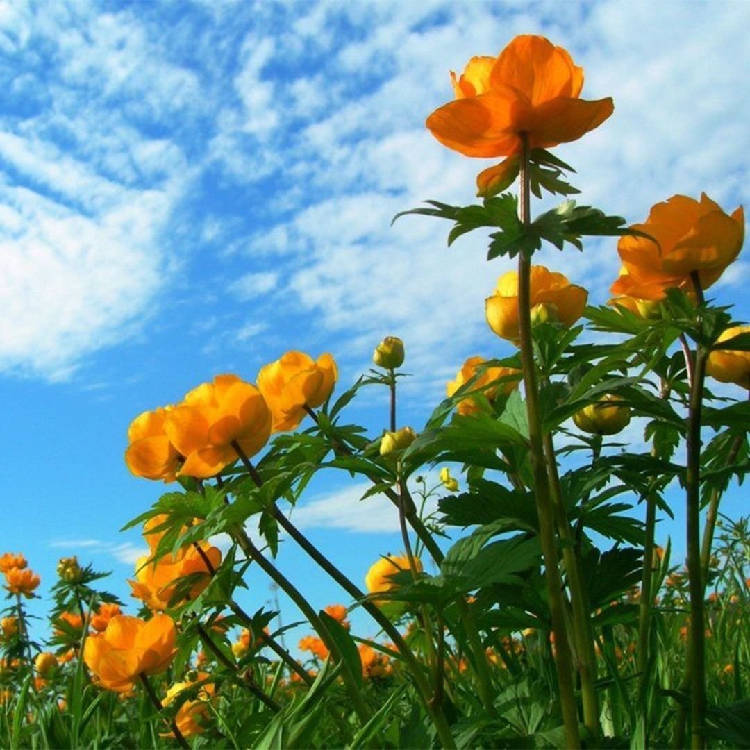 Сибирская купальница жарки