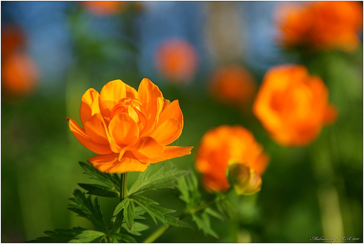 Цветочки огоньки