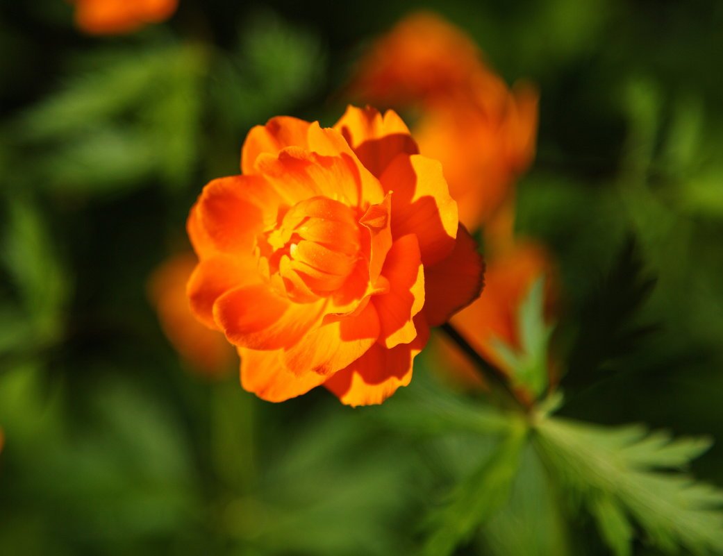 Купальница европейская оранжевая