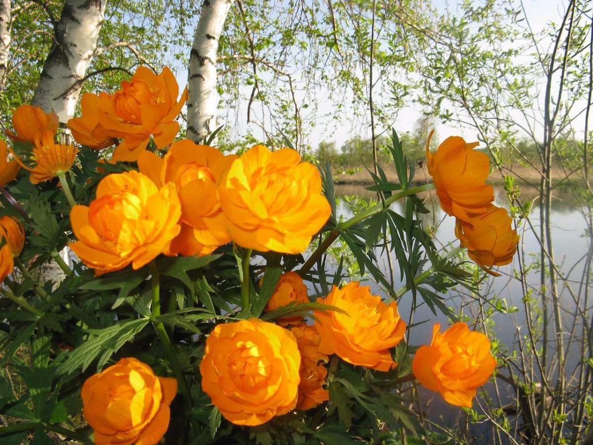 Сибирская купальница жарки