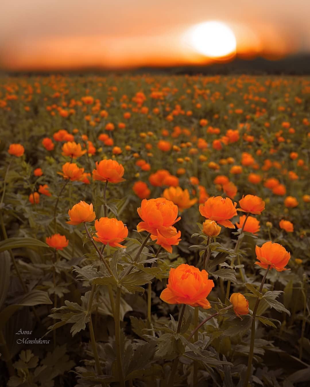 Цветы жарки Сибирские