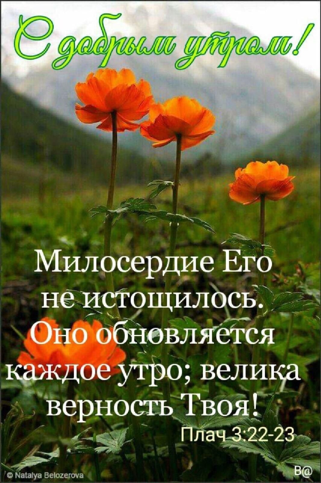 Купальница азиатская жарки