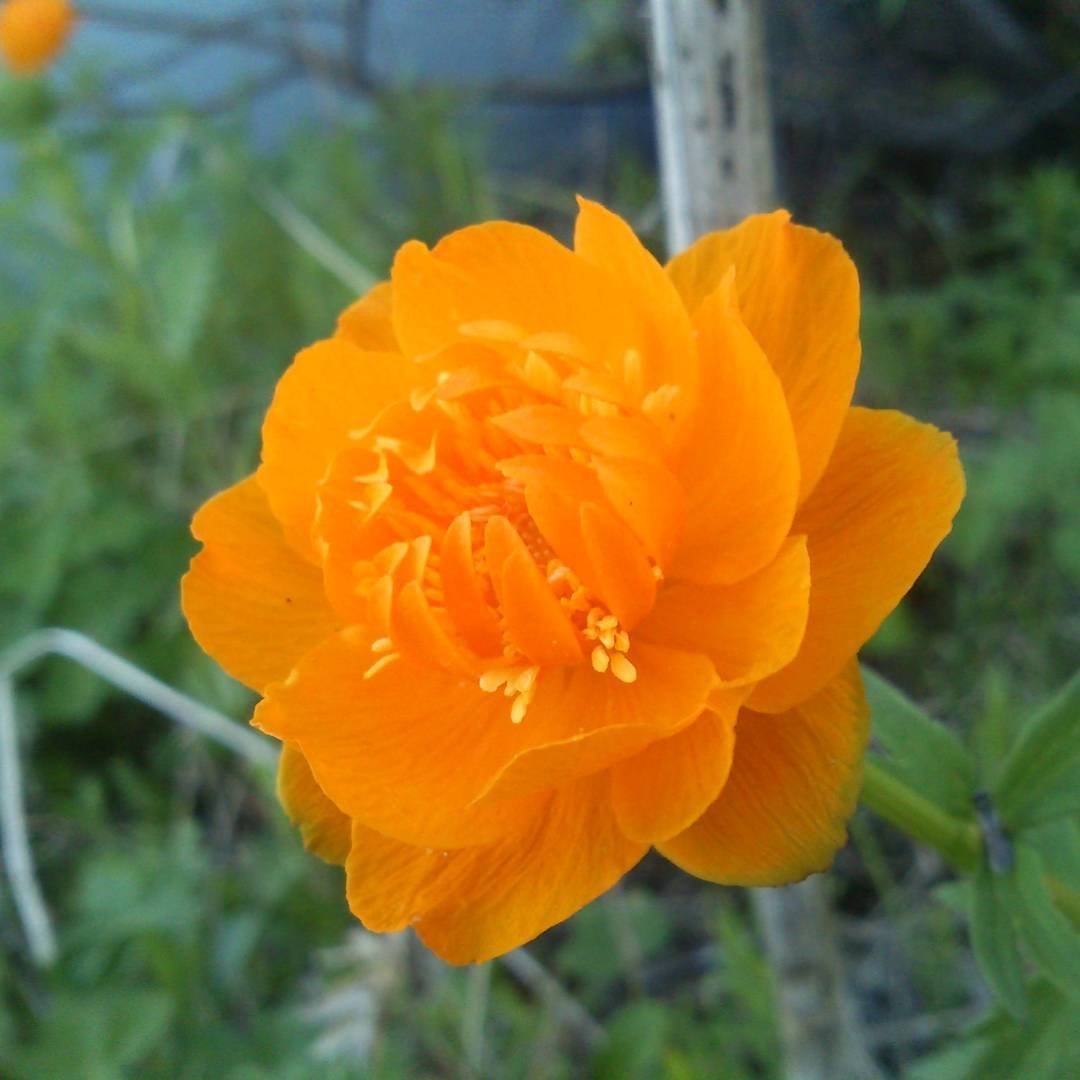 Купальница Сибирская