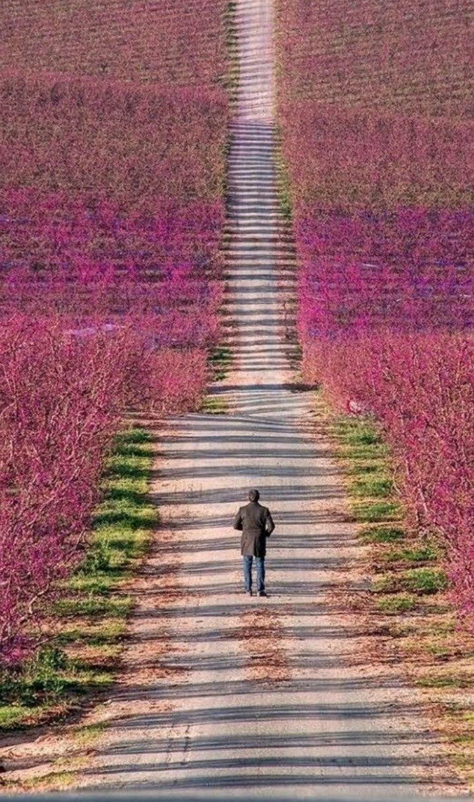 Песни дорога к счастью. Дорога среди цветов. Дорога в цветах. Красивые дороги с цветами. Цветок на дороге.