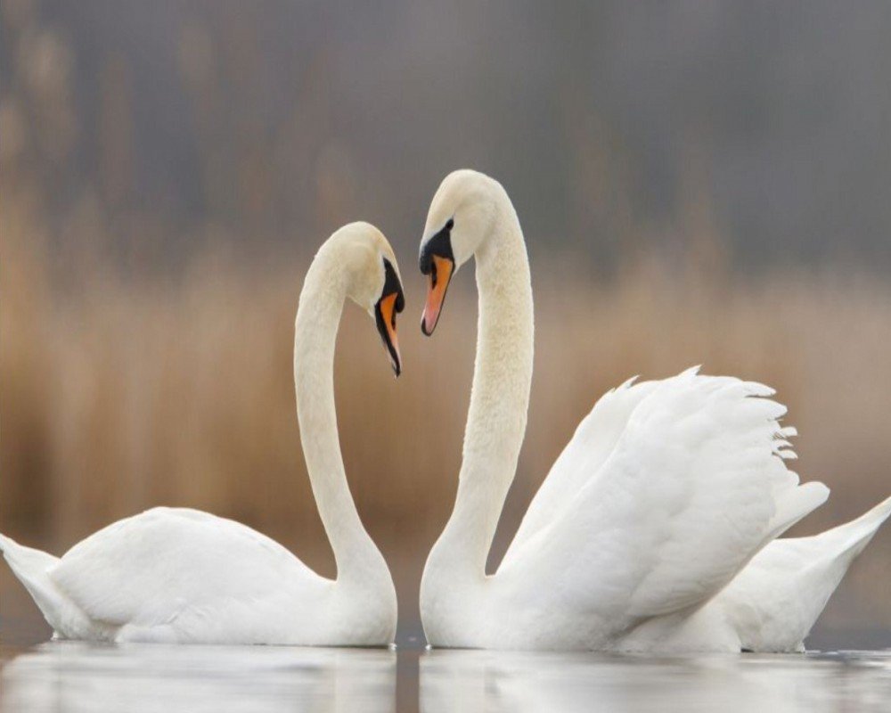 Любовь и лебеди