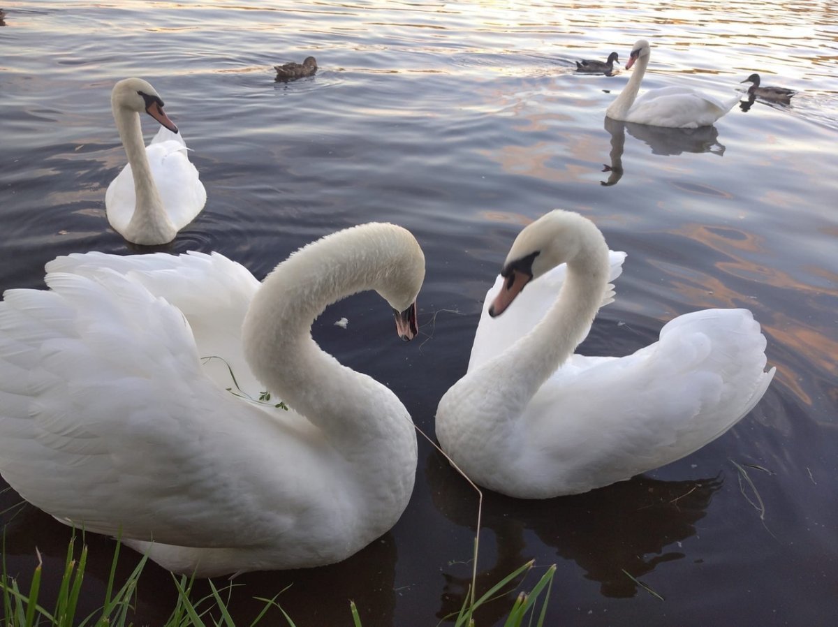 Лебеди (птицы)