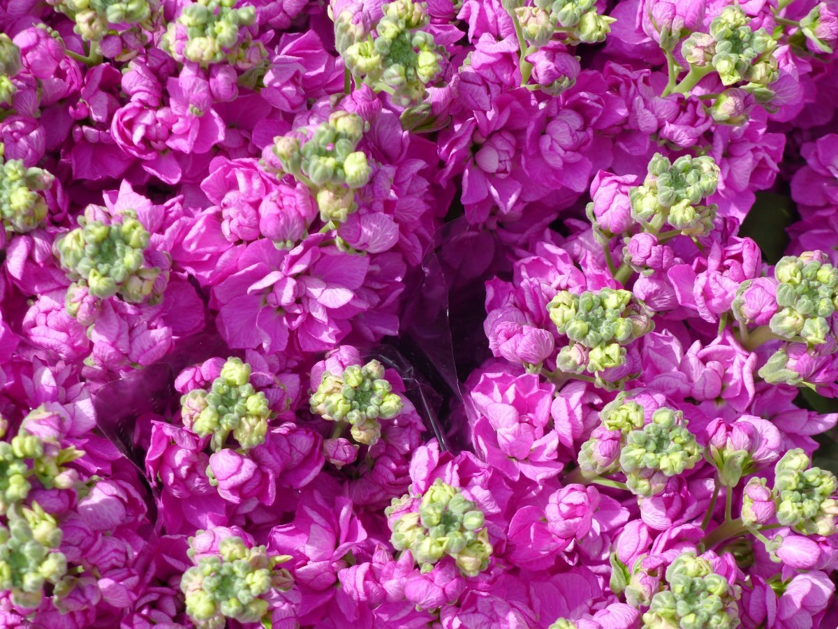 Левкой цветок синий