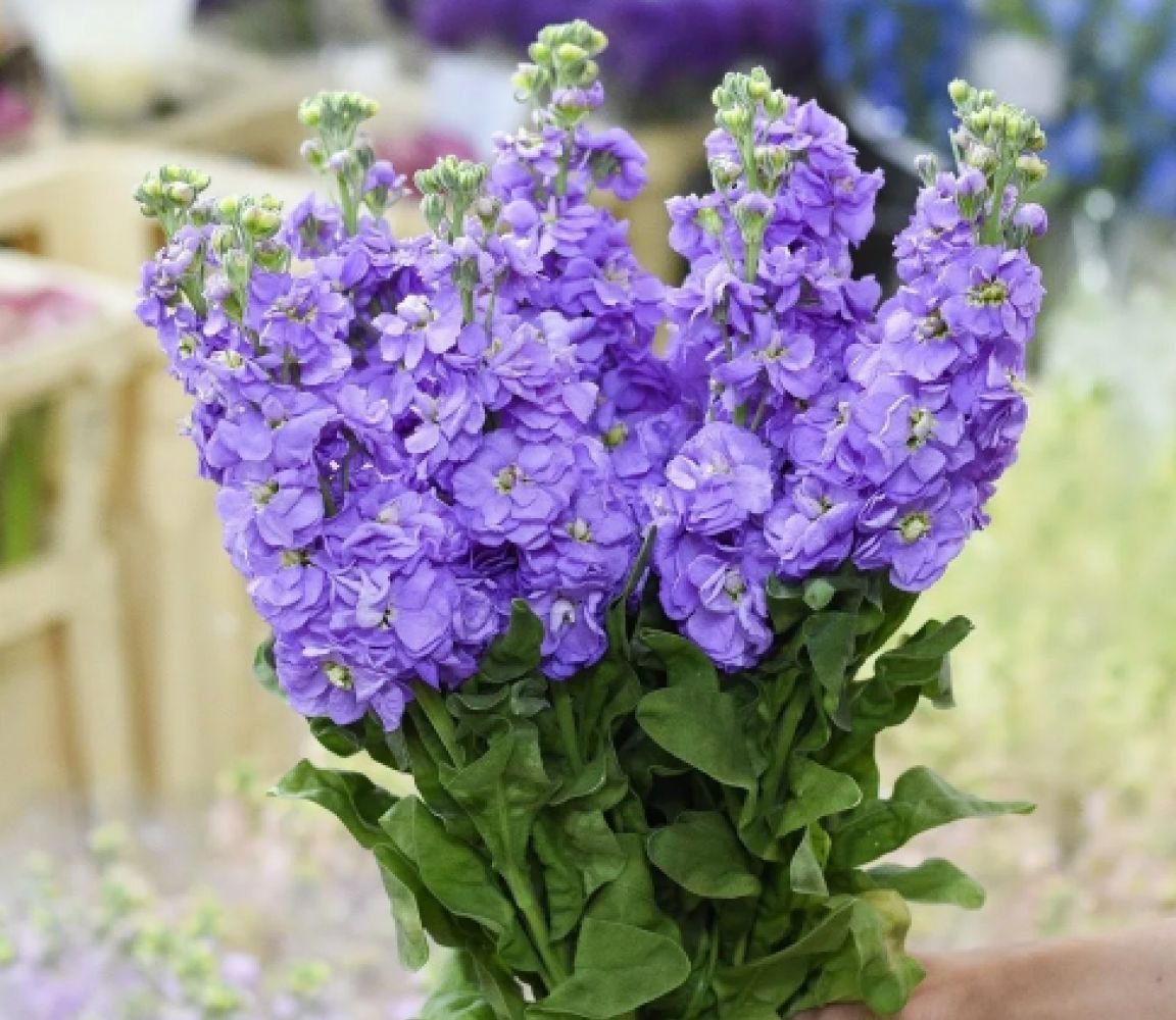 Маттиола левкой