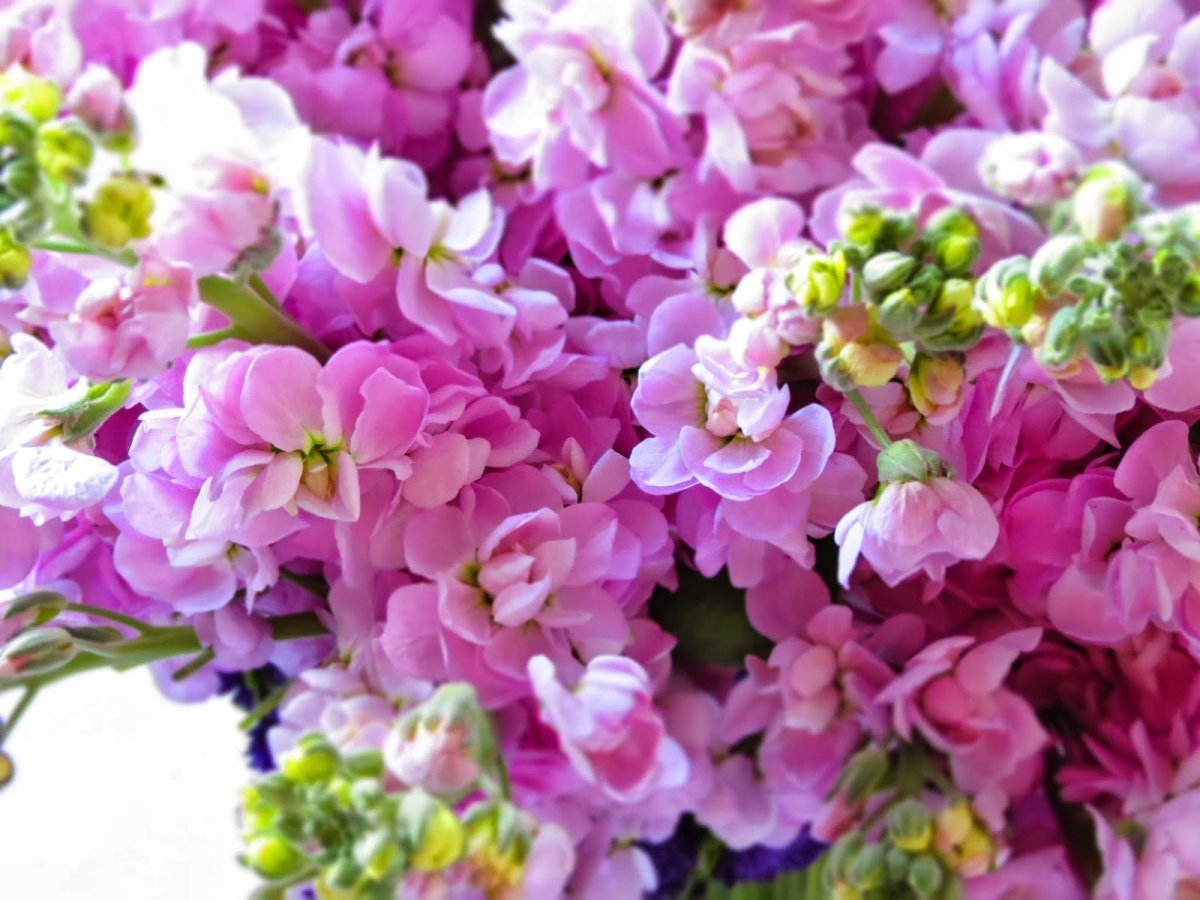 Маттиола Katz Purple