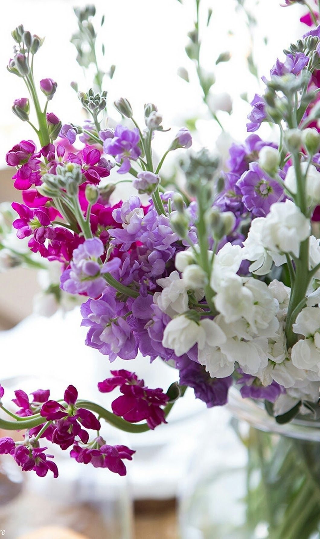 Матиола микс