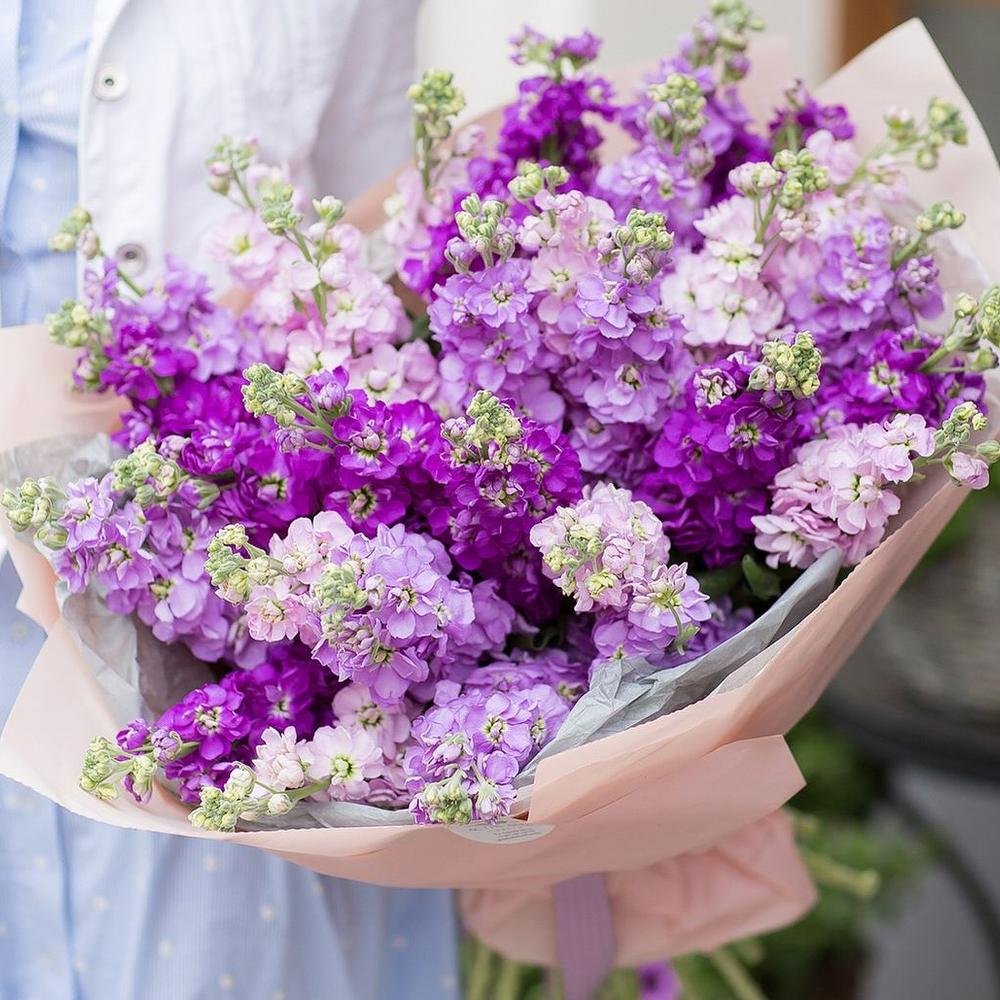 Маттиола Синдерелла