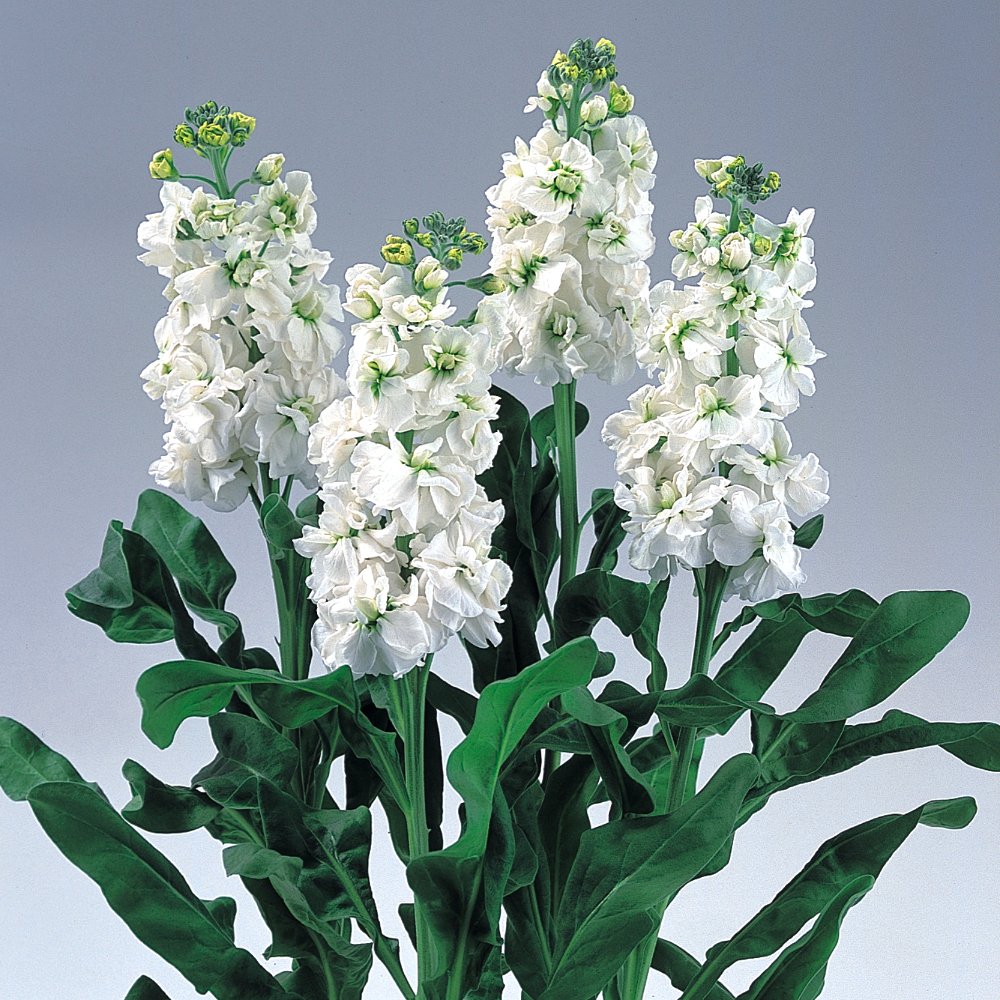 Маттиола Седая левкой