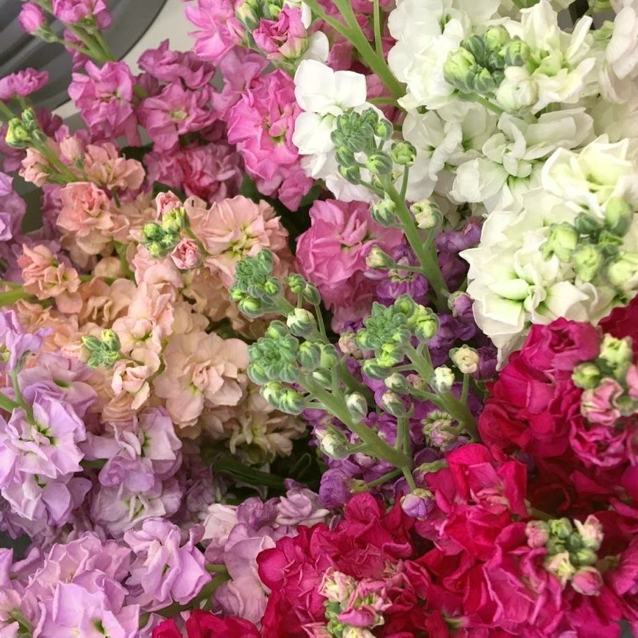 Матиола махровая Букетная