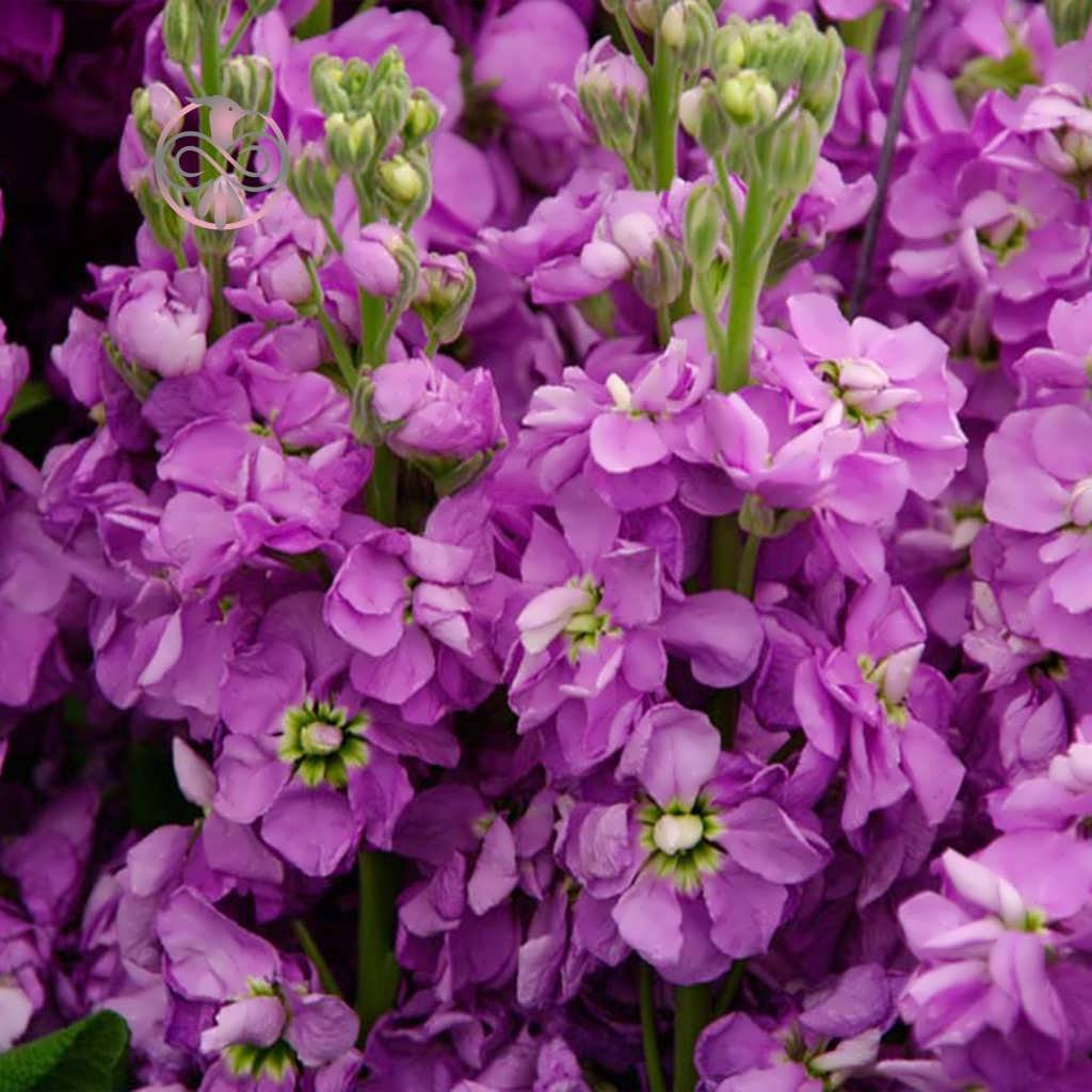 Маттиола левкой