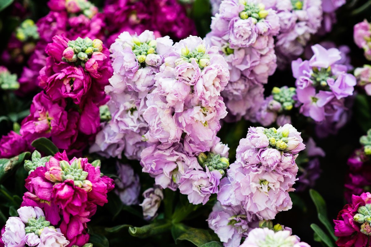 Маттиола обои