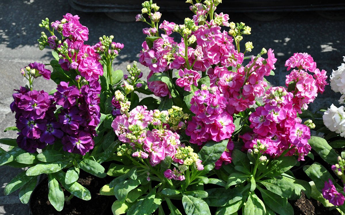 Маттиола Katz Purple