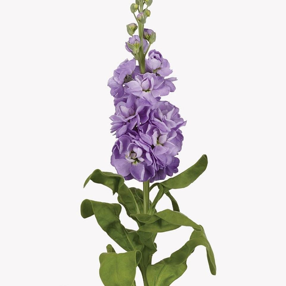 Маттиола левкой Букетная