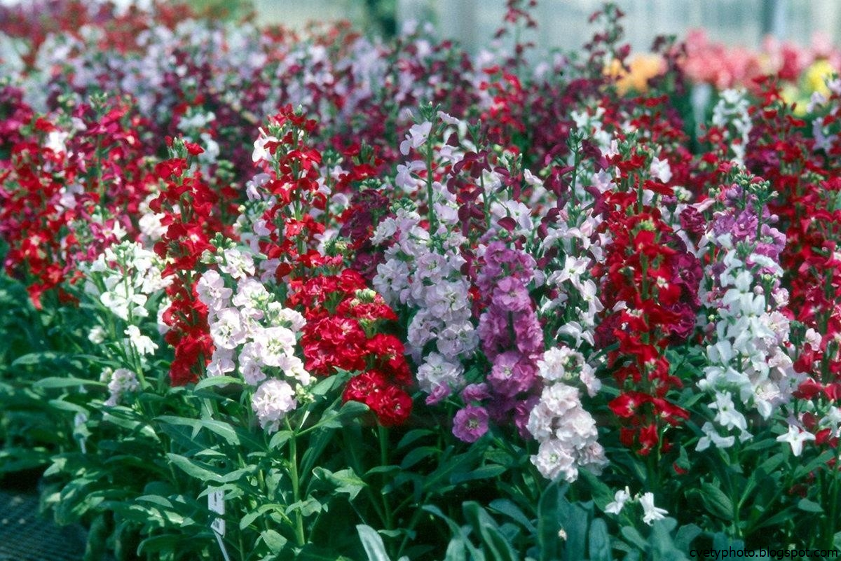 Маттиола Iron Rose