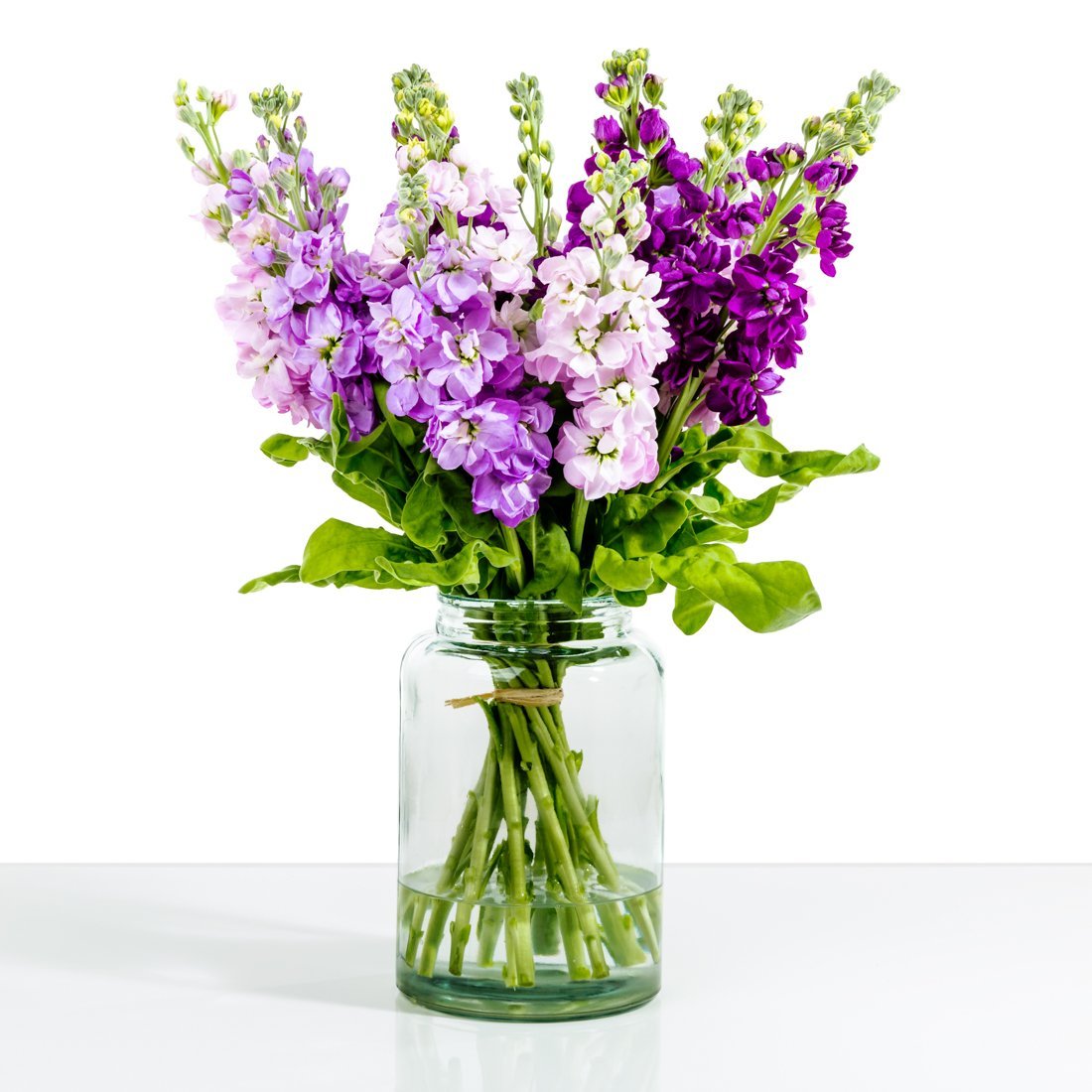 Маттиола сиреневая