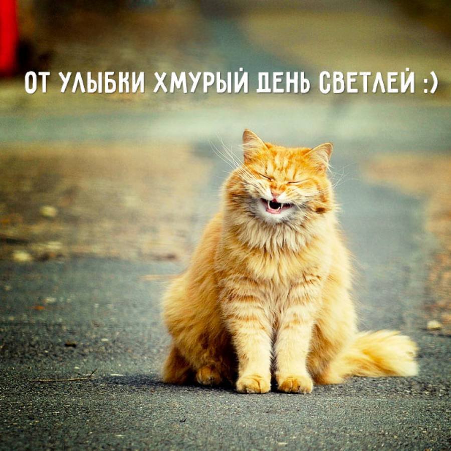 Кот хорошего настроения