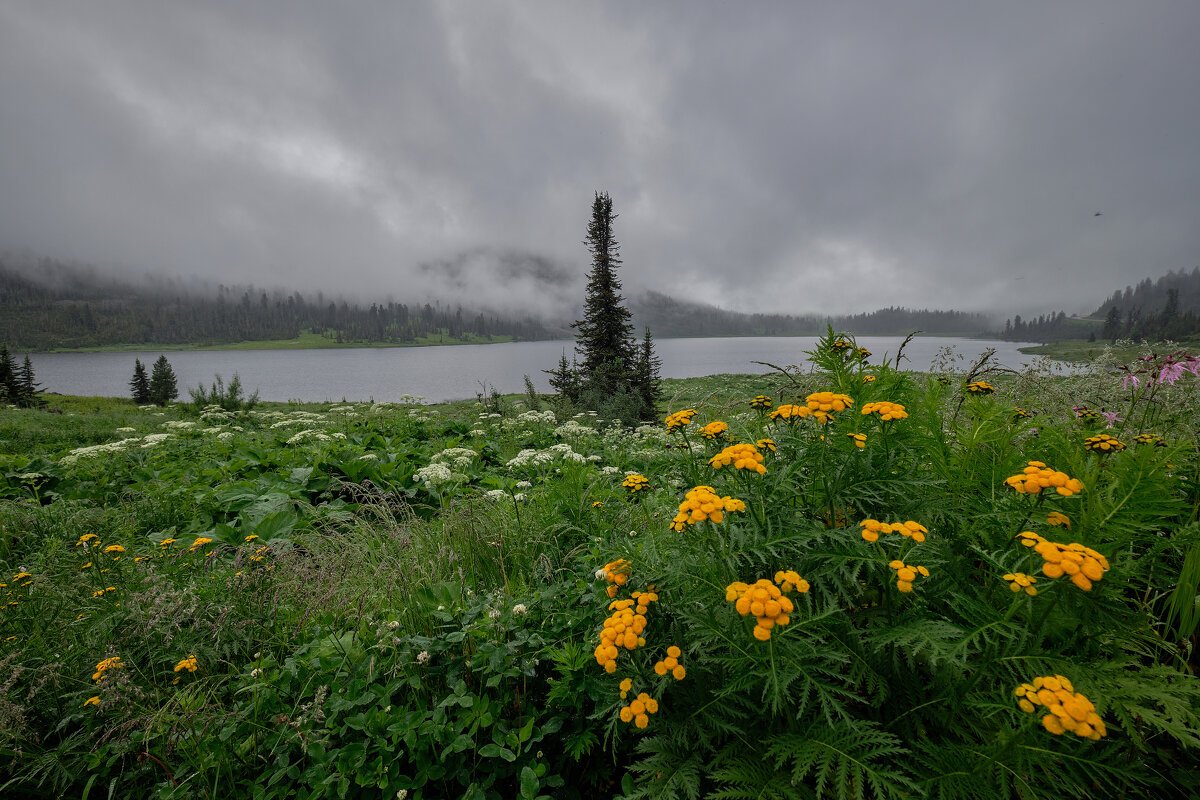 Сдобры дождливым утром