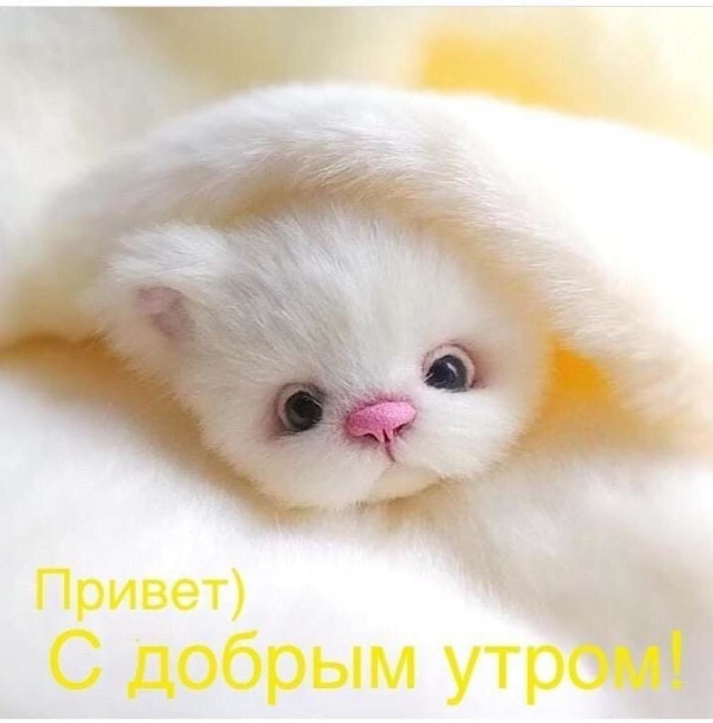 Доброе утро Пушистик
